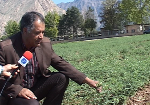 کاشت ارقام اصلاح شده نخود در لرستان/ تغییر سیستم کشت از بهار به پاییزه  برای کاهش مصرف آب در بخش کشاورزی + تصاویر