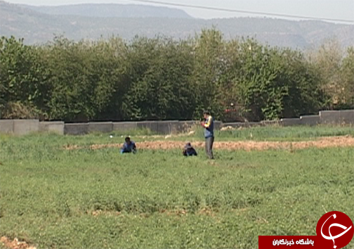 کاشت ارقام اصلاح شده نخود در لرستان/ تغییر سیستم کشت از بهار به پاییزه  برای کاهش مصرف آب در بخش کشاورزی + تصاویر