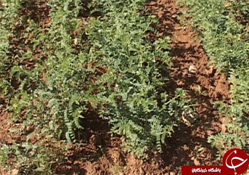 کاشت ارقام اصلاح شده نخود در لرستان/ تغییر سیستم کشت از بهار به پاییزه  برای کاهش مصرف آب در بخش کشاورزی + تصاویر