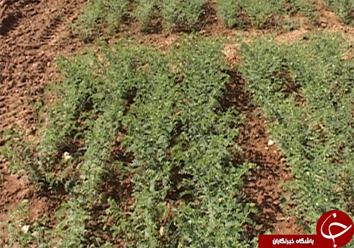 کاشت ارقام اصلاح شده نخود در لرستان/ تغییر سیستم کشت از بهار به پاییزه  برای کاهش مصرف آب در بخش کشاورزی + تصاویر
