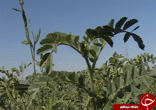 کاشت ارقام اصلاح شده نخود در لرستان/ تغییر سیستم کشت از بهار به پاییزه  برای کاهش مصرف آب در بخش کشاورزی + تصاویر