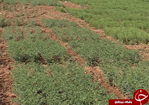 کاشت ارقام اصلاح شده نخود در لرستان/ تغییر سیستم کشت از بهار به پاییزه  برای کاهش مصرف آب در بخش کشاورزی + تصاویر