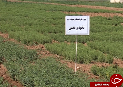 کاشت ارقام اصلاح شده نخود در لرستان/ تغییر سیستم کشت از بهار به پاییزه  برای کاهش مصرف آب در بخش کشاورزی + تصاویر