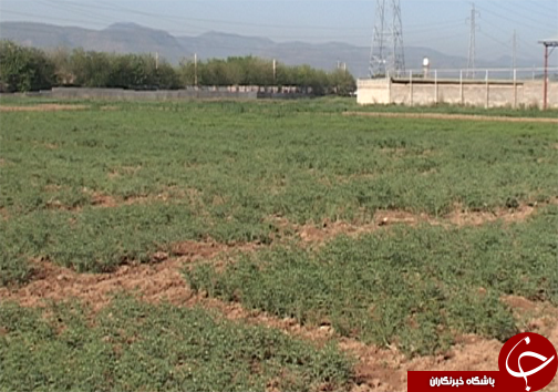 کاشت ارقام اصلاح شده نخود در لرستان/ تغییر سیستم کشت از بهار به پاییزه  برای کاهش مصرف آب در بخش کشاورزی + تصاویر