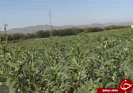 کاشت ارقام اصلاح شده نخود در لرستان/ تغییر سیستم کشت از بهار به پاییزه  برای کاهش مصرف آب در بخش کشاورزی + تصاویر