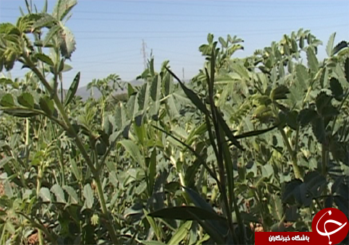 کاشت ارقام اصلاح شده نخود در لرستان/ تغییر سیستم کشت از بهار به پاییزه  برای کاهش مصرف آب در بخش کشاورزی + تصاویر