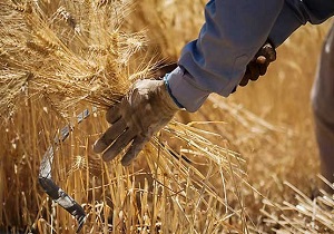 کاهش تولید و خرید گندم در خوزستان بدلیل خشکسالی