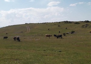 توزیع 400 تن سبوس یارانه ای بین شترداران