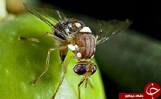 نگاهی به مهمترین رویداد&zwnj;های دوشنبه ۲۱ خرداد ماه در یزد