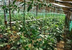 62 هکتار سطح زیر کشت گلخانه ای خراسان جنوبی