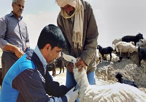 انجام طرح پایش سرمی بروسلوز دام سبک در شهرستان درمیان