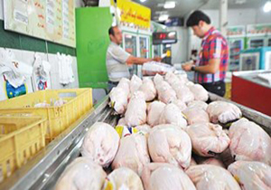 خرید حدود 2 هزار تن مرغ مازاد از از تولیدکنندگان گوشت مرغ در استان اصفهان