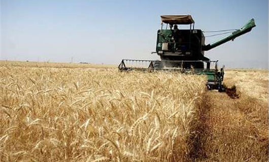 عملیات برداشت غلات و حبوبات در اراضی شهرستان بدره