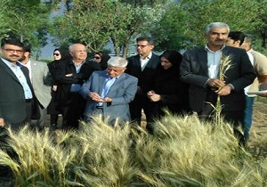 طرح ملی الگوی کشت در کشور اجرا می&zwnj;شود