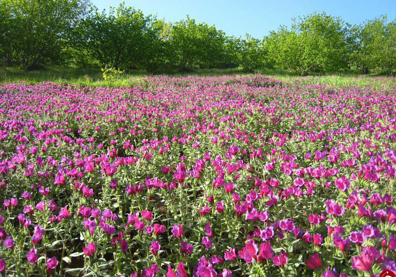 گوشه ای از دشت زیبای گل گاو زبان در &laquo;دولت&zwnj;آباد&raquo; + فیلم