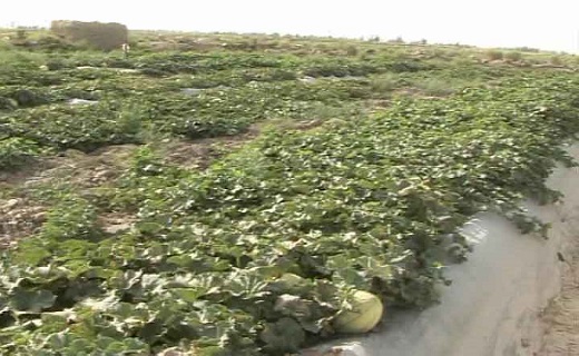 کشت محصولات جالیزی در خشکترین استان کشور