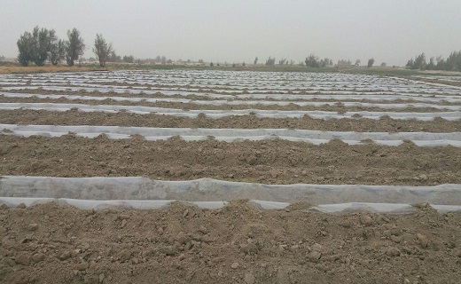کشت محصولات جالیزی در خشکترین استان کشور