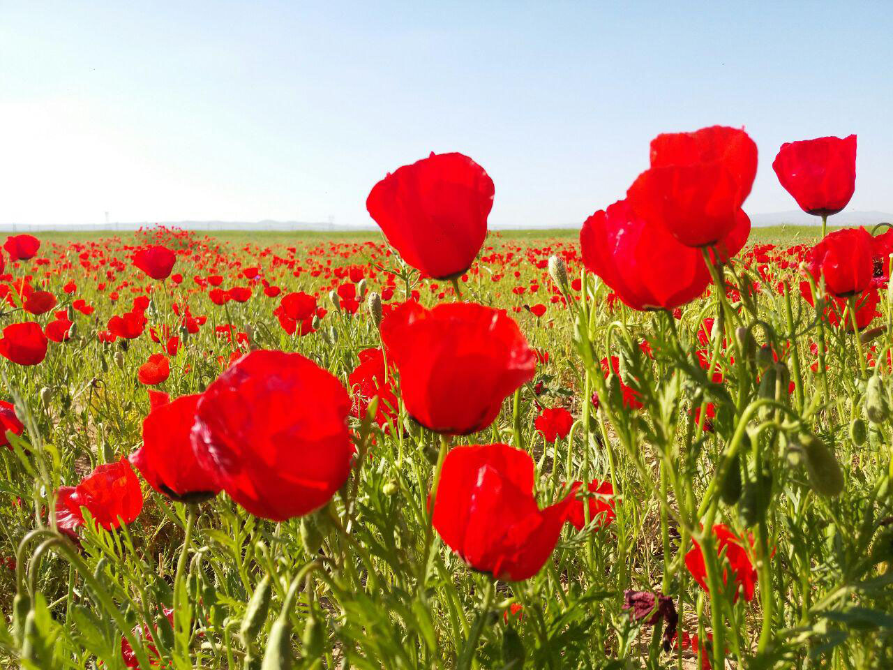 دشت زیبای گل‌های شقایق در «صالح‌آباد» + فیلم و تصاویر