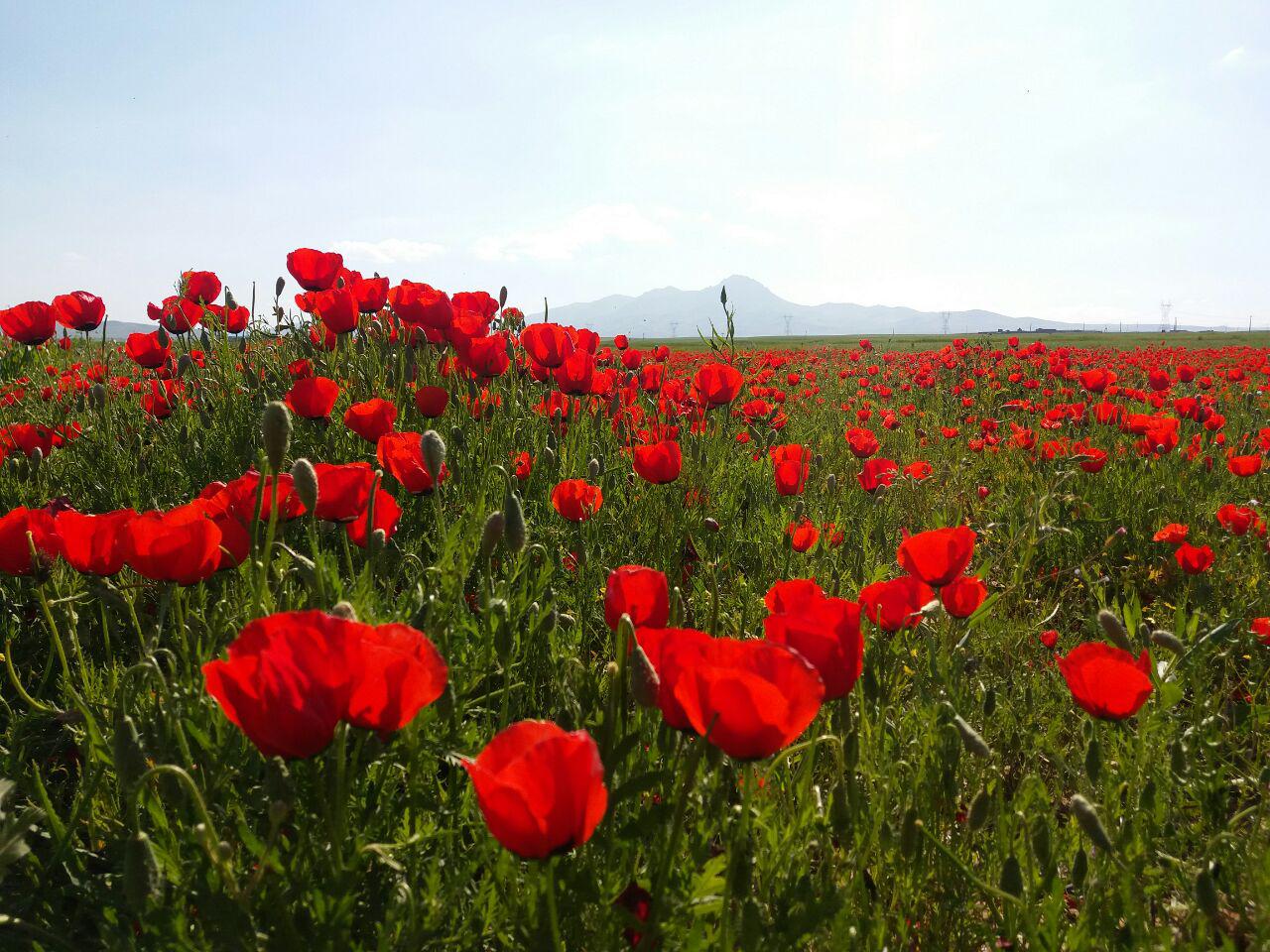دشت زیبای گل&zwnj;های شقایق در &laquo;صالح&zwnj;آباد&raquo; + فیلم