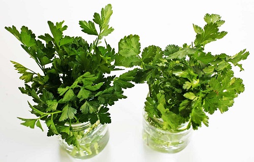 رژیم غذایی گیاه خواری چه فوایدی دارد؟/اشتباهاتی که منجر به موخوره می&zwnj;شود/روده را چگونه می&zwnj;توان تقویت کرد؟/چگونه سفری سلامت داشته باشیم؟/با ریحان و گشنیز خون خود را تصفیه کنید؟
