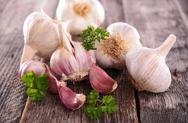 برداشت ۱۱ هزار تن سیر در فارس