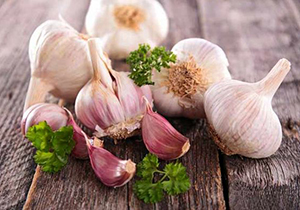 برداشت ۱۱ هزار تن سیر در فارس