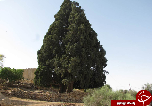 ابلاغ شماره ثبت سرو ۷۰۰ ساله کازرون در فهرست میراث طبیعی کشور + عکس