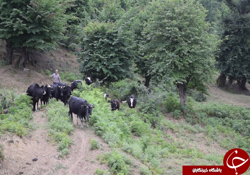 از سحر تا افطار با یک خانواده جنگل نشین