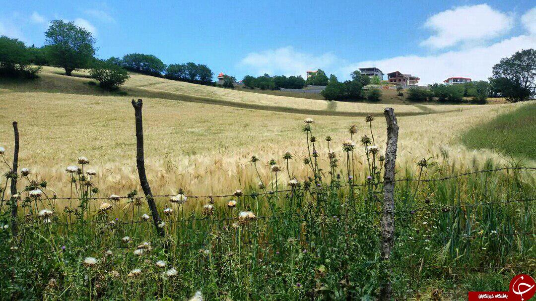 طبیعت بهاری و زیبا در سیرگاه + عکس