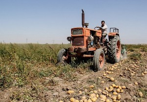 فعالیت هزارو600 خانواربهره بردارسیب زمینی درطارم