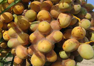 مبارزه با کنه گردآلود خرما