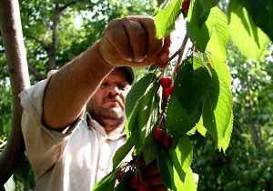برداشت بیش از هزار تن گیلاس در اشنویه