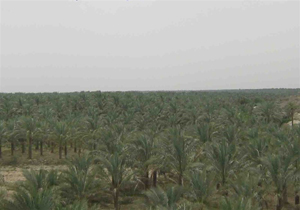 طرح‌های توسعه گردشگری نخلستان آب‌پخش دشتستان اجرایی می‌شود