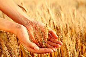 ۳۳۰ میلیارد تومان بر سر سفره گندم کاران گلستانی