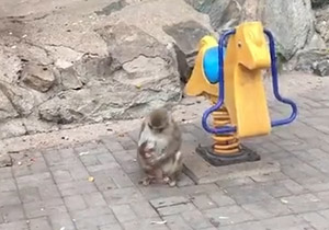 مهر مادری یک میمون + فیلم