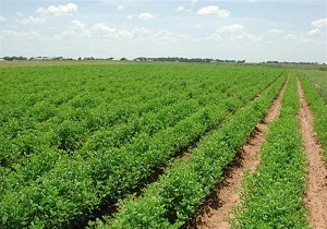 انجام ۲۹ فعالیت شاخص جهاد کشاورزی شهرستان طبس در سال گذشته