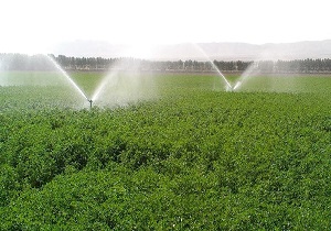 اجرای شبکه آبیاری نوین در 3600 هکتار زمین کشاورزی سمنان