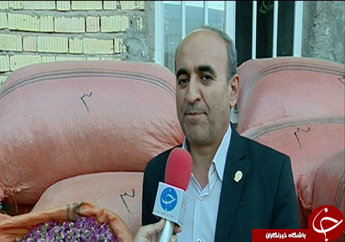 گل&zwnj;هایی که بوی آن نوازشگر اقتصاد کشور است