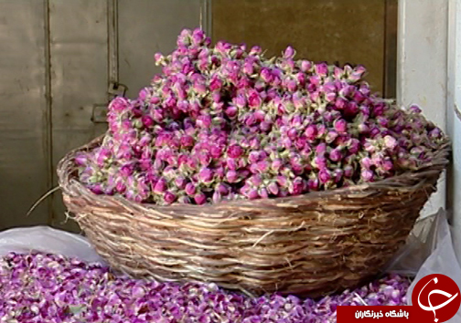گل&zwnj;هایی که بوی آن نوازشگر اقتصاد کشور است