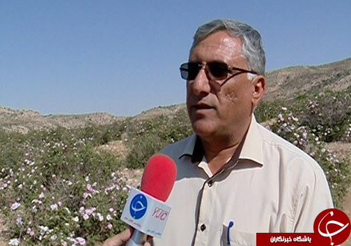 گل&zwnj;هایی که بوی آن نوازشگر اقتصاد کشور است