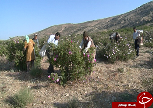 گل&zwnj;هایی که بوی آن نوازشگر اقتصاد کشور است