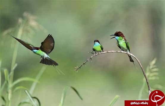 تصاویر روز: از برگزاری جشنواره دونات در لس آنجلس تا حضور بانوان سعودی در جام جهانی فوتبال
