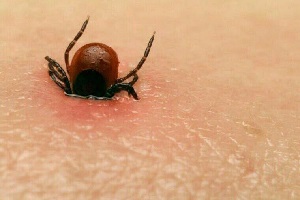 آخرین آمار مبتلایان به تب کریمه کنگو/ ۳ نفر جان خود را از دست دادند