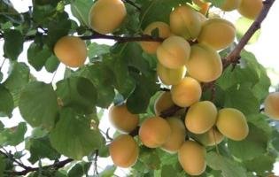 کاهش ۲۰ درصدی تولید محصولات باغی خراسان رضوی