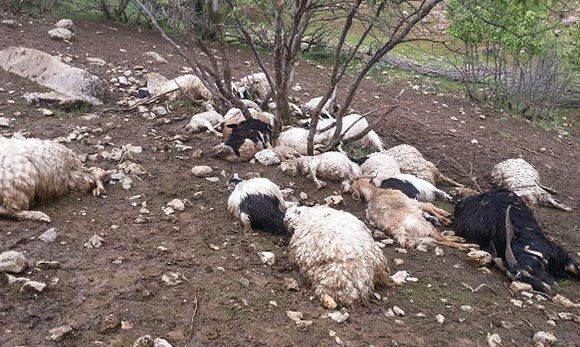 سیل بیش از یک هزار و ۲۰۰ راس دام را در پلدشت تلف کرد