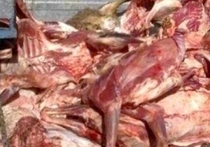 معدوم کردن ۱۰ تن فرآورده خام دامی غیر قابل مصرف در آبیک
