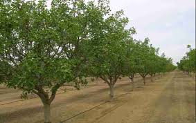 450 میلیارد تومان خسارت به باغات پسته شهرستان زرند در اثر خشکسالی و سیلاب