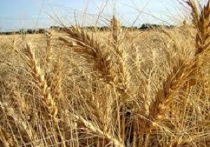 خریداری 125 هزار تن گندم از کشاورزان بیله سوار
