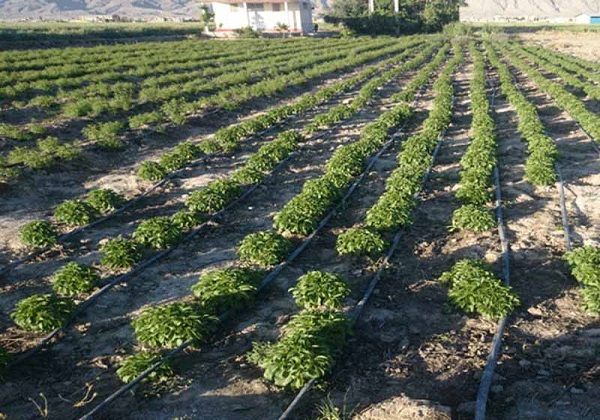از آموزش کشاورزان تا توسعه معیشت جایگزین در روستاها