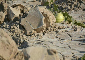 مناطق جنوبی کشور باید به کشاورزی صنعتی روی آورند